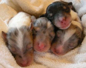 1day old